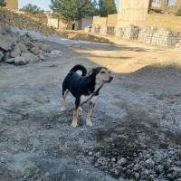 آگهی