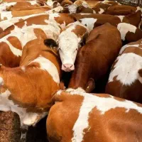 سیمین تال هلشتاین اصلدورگمحلی گیلک بومی