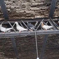 ۲۰جفت جفتگاه سار۷ نگ