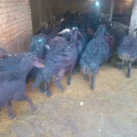 گوسفند شیشک بره ماده