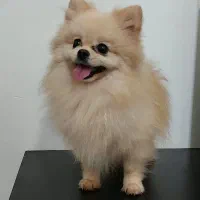 پامر خرسی نر جهت جفتگیری|سگ|آمل, |دیوار