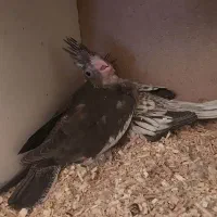 طوطی عروس هلندی جوجه وایتفیس و ایزابلا|پرنده|قزوین, |دیوار