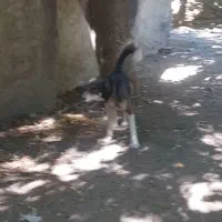 سگ سرابی|سگ|نهاوند, |دیوار