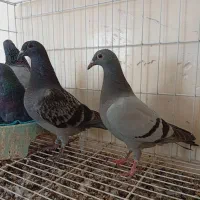 جوجه پلاکی نسل بازرگان