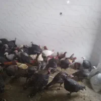 بار جدید مرغ اصلی محلی بود قلمون رسید|حیوانات مزرعه|ایرانشهر, |دیوار