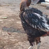 مرغ‌لاری