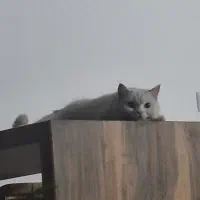 گربه|گربه|حمیدیا, |دیوار