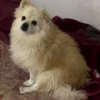 گمشده سگ