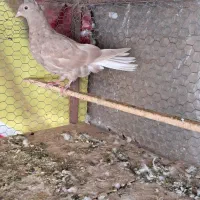 کفتر زرد دم سفید|پرنده|تربت جام, جامی|دیوار