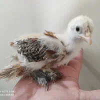 جوجه برهما سه هفته ای