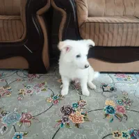 حیوان|سگ|بندرعباس, |دیوار