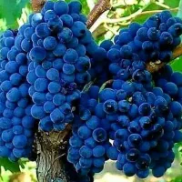 نهال ریشه دار (انگور)