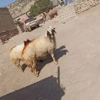 ورن به شرط پرش