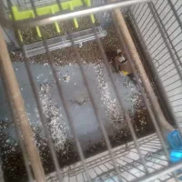 سهره نر|پرنده|خوی, |دیوار