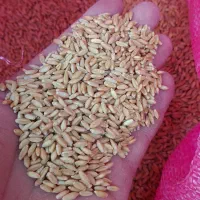 فروش گندم(بذر)|گل و گیاه طبیعی|مهربان, |دیوار