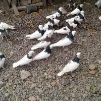 کبوتر طوقی|پرنده|علیآباد کتول, |دیوار