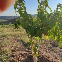 فروش باغ در خوش اب هواترین منطقه میانه. نشق