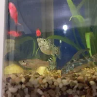 اکواریوم شیشه خم|ماهی|رشت, پاره بیجار|دیوار