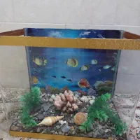 اگواریوم شرکتی|ماهی|شیراز, آزادگان|دیوار