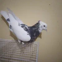 کفتر طوقی|پرنده|تربتحیدریه, اندیشه|دیوار