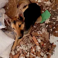 توله ژرمن ۵ ماه