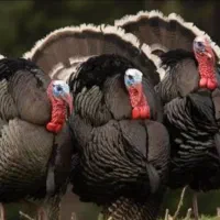 بوقلمون محلی