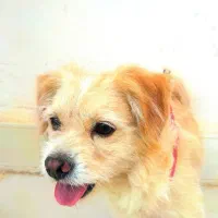 شیتزو ترییر  سگ تربیت شده