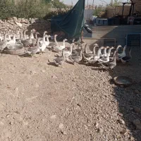 قوغاز اوکراینی