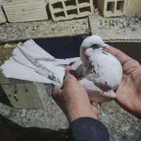 کبوتر تکپر خال پیس