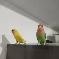 طوطی برزیلی|پرنده|رباط‌کریم, مسکن مهر آبشناسان|دیوار