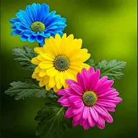 داوطلبانه عربی