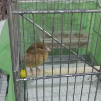 سهره قناری یک سال ونیم سن داره.