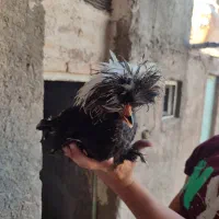 خروس سلطان|حیوانات مزرعه|کاشان, آیت الله سعیدی|دیوار