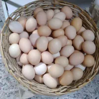 تخم مرغ محلی|خوردنی و آشامیدنی|ارومیه, |دیوار