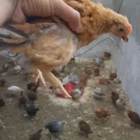 جوجه مرغ بومی