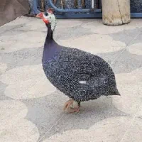 مرغ شاخدار خانگی بالغ 6 ماه|حیوانات مزرعه|شیراز, دشت چنار|دیوار