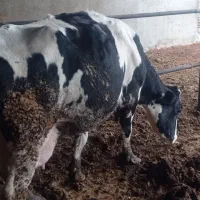 دو راس گاو هلشتن