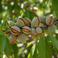 نمایندگی معتبر نهال و سود تضمینی