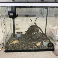 آکواریوم با تمامی وسایل|ماهی|شاهین‌شهر, گزبرخوار|دیوار