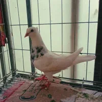 کبوتر نوک ریز|پرنده|بوئین زهرا, |دیوار