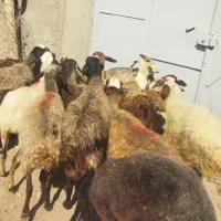 گوسفند میش|حیوانات مزرعه|هشتگرد, هشتگرد قدیم|دیوار