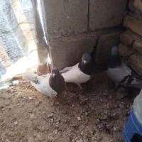 کبوتر کله ای|پرنده|فیروزآباد (آذربایجان), |دیوار