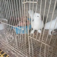 کبوتر|پرنده|بندر کنگان, |دیوار