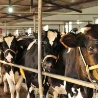 کارگر گاوداری شیری