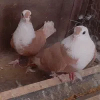 کفتر