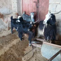 تعدادی‌بزغاله