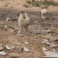 برهما لایت