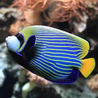 ماهی آبشور صیاد غواص|ماهی|چابهار, |دیوار