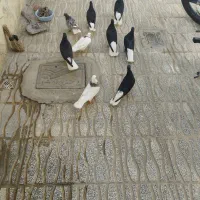 9تا کفتر درجه یک