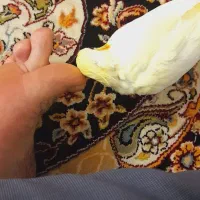 گمشده عروس هلندی